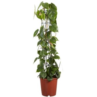 philodendron scandens grande con tutor