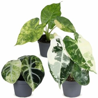 set de mini Alocasia variegada