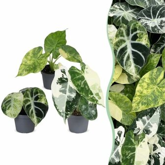 set de mini Alocasia variegada