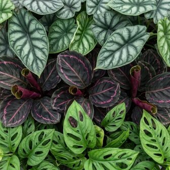 hojas plantas de interior jungle dream