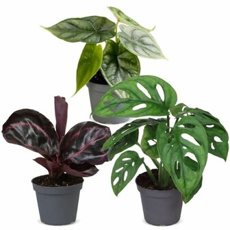 set de plantas de interior jungle dream