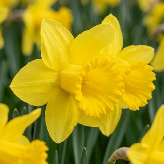 narcisos amarillos