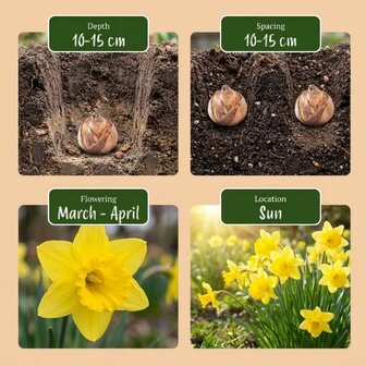 instrucciones bulbos narcisos amarillos