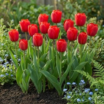 tulipanes rojos