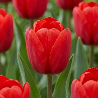 tulipanes rojos