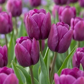 tulipanes morados