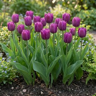 tulipanes morados