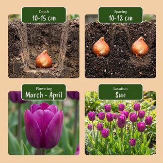 tulipanes morados instrucciones