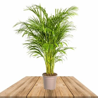 areca 120cm