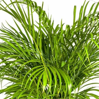 hojas areca