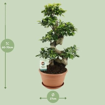 Ficus ginseng bonsai