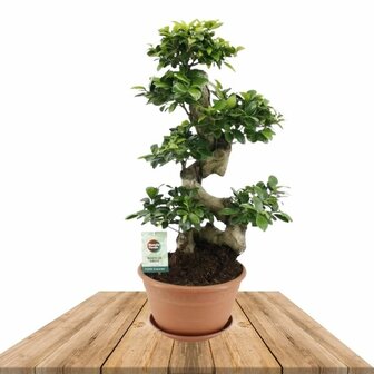 Ficus ginseng bonsai