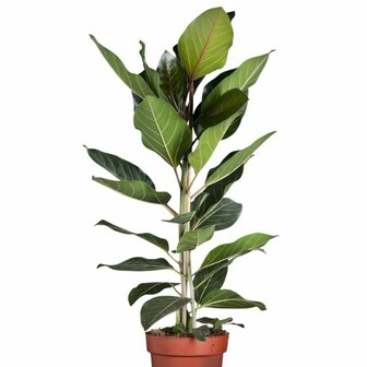 Ficus benghalensis joy