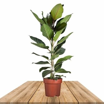 Ficus benghalensis joy