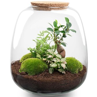 terrario de plantas para montar