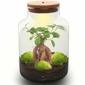 terrario ficus ginseng