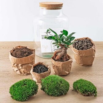 kit terrrario con bonsai