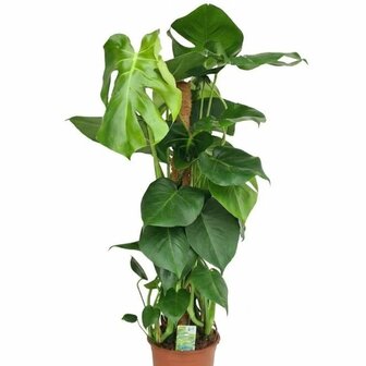 Monstera deliciosa tutor