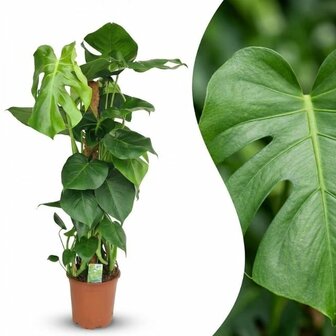 Monstera deliciosa tutor