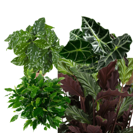 4 plantas verdes interior