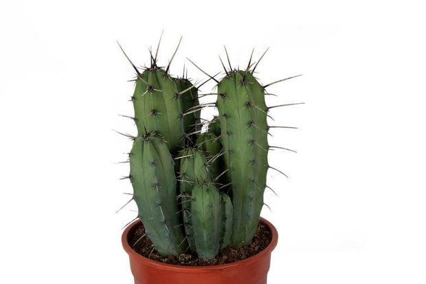 Compra: Garambullo Cactus 50cm 
