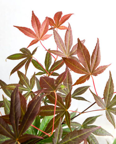 hojas arce japonés rojo