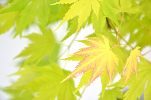 hojas arce japonés amarillo