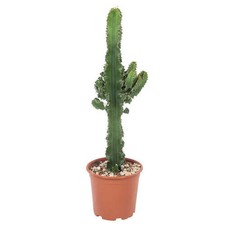 cactus vaquero 70cm