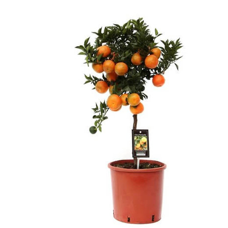 árbol mandarino