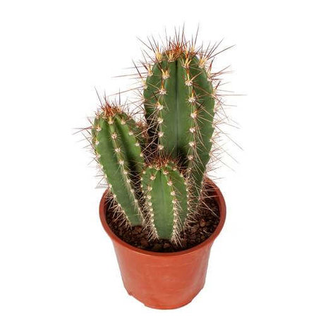 cactus grande neocardinasia herzogiana