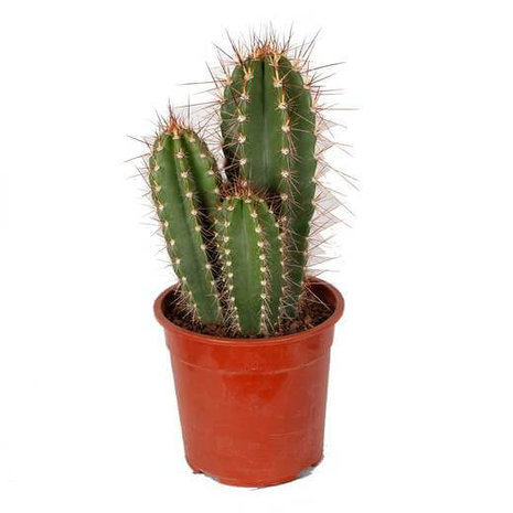 cactus neocardinasia herzogiana