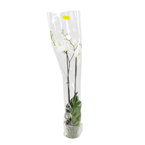phalaenopsis blanco 100cm