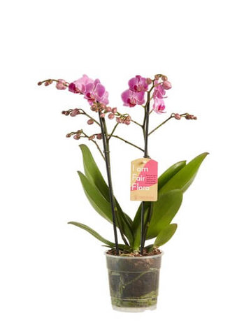 orquídea rosa 50cm