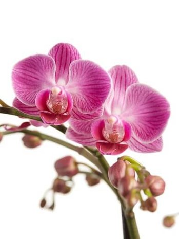 flores orquídea rosa