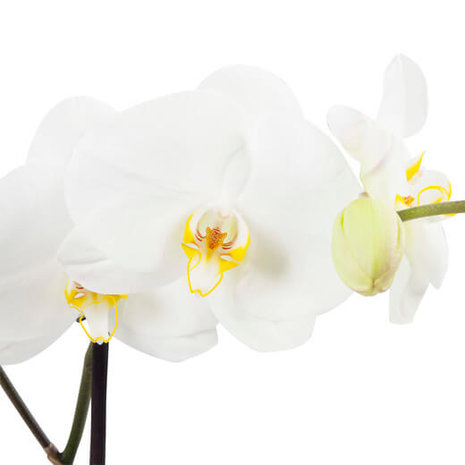 flor de la orquídea
