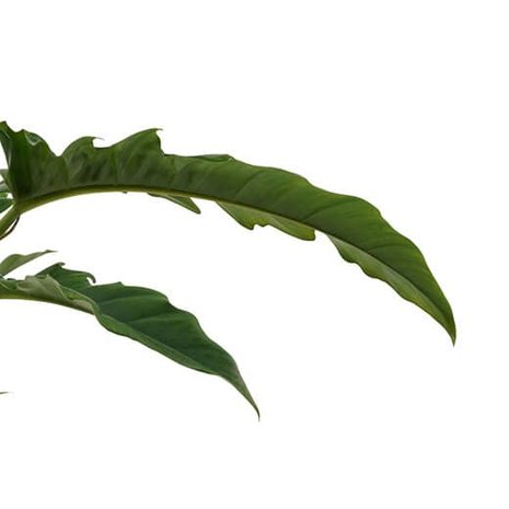 detalle de las hojas largas filodendro xanadú