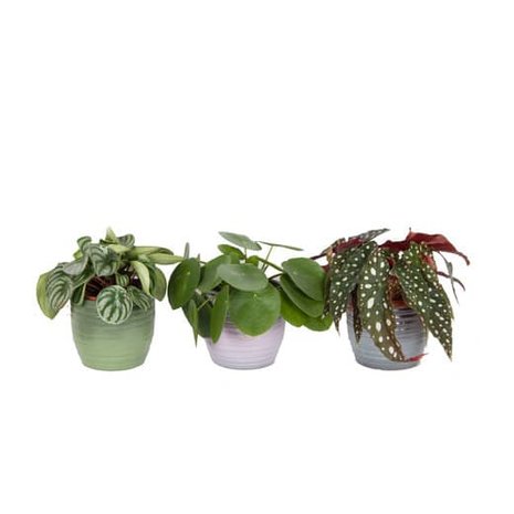 trio de plantas: peperomia watermelon, pilea peperomioides y begonia maculata
