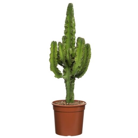 cactus euphorbia eritrea