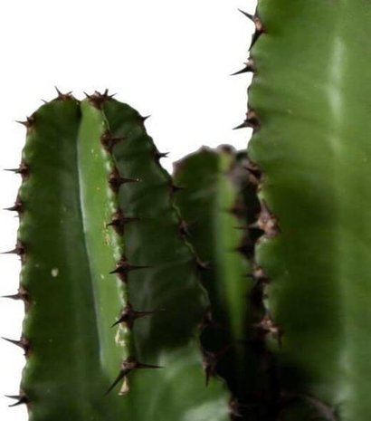 euphorbia eritrea 85cm