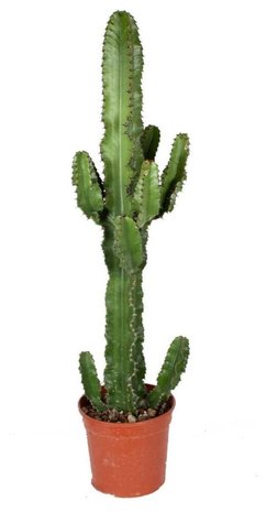 cactus euphorbia eritrea 85cm