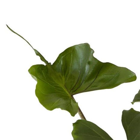 hojas alocasia stingray