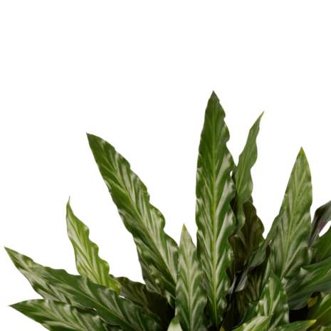 hojas calathea elgergrass