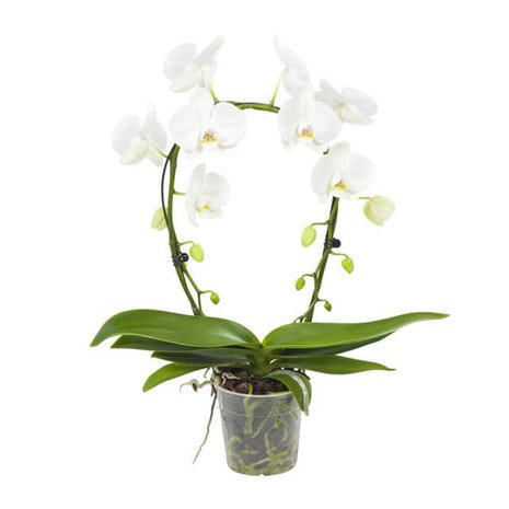 orquídea blanca forma de arco