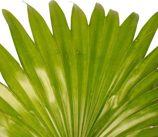 livistona rotundifolia hojas