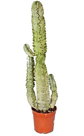 cactus euphorbia eritrea variegata 80cm