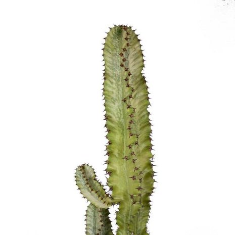 cactus euphorbia eritrea variegata
