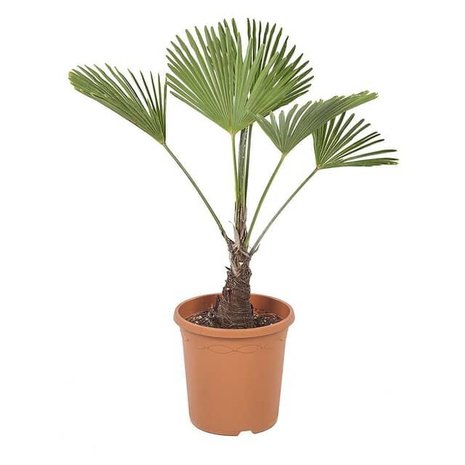palmera trachycarpus wagneriana 75cm
