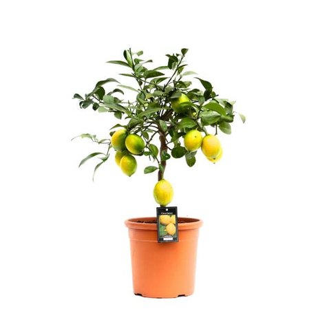 limonero lemon meyer 80cm