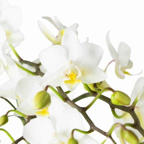 flores orquidea blanca multiflora soft cloud