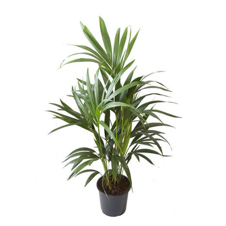 palmera kentia 100cm